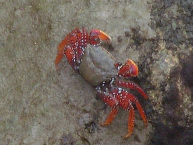 Foto de Nieuw Amsterdam, Surinam