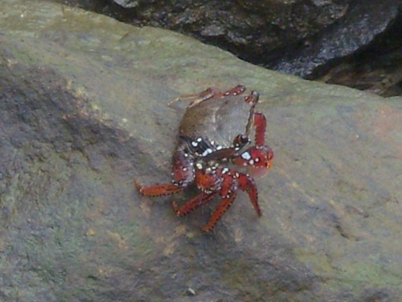 Foto de Nieuw Amsterdam, Surinam