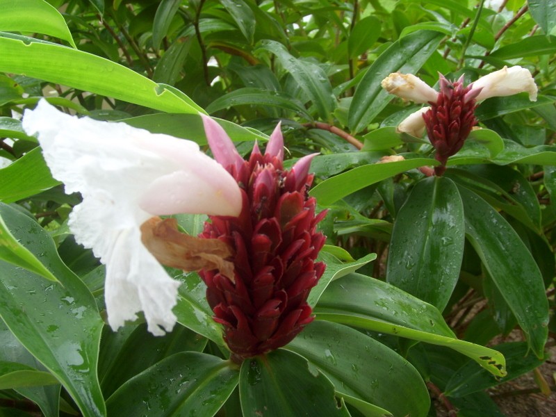 Foto: Museo del Fuerte - Nieuw Amsterdam, Surinam