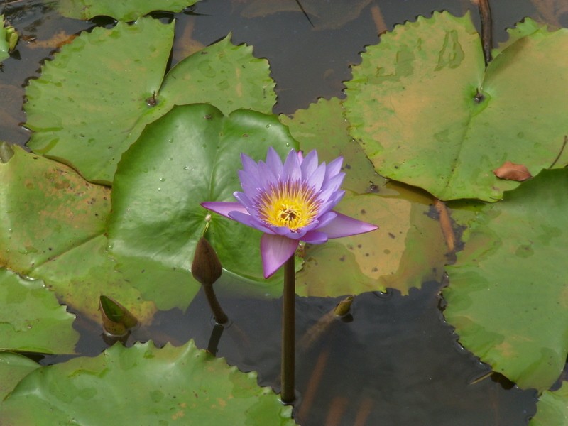 Foto: loto - Cayena, Guyana Francesa