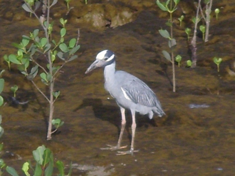 Foto de Cayena, Guyana Francesa
