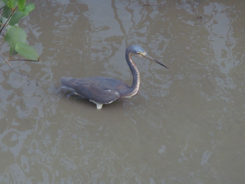 Foto de Cayena, Guyana Francesa