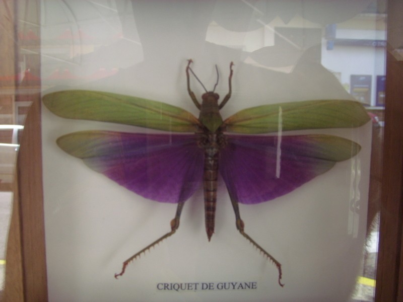 Foto: langosta - Cayena, Guyana Francesa