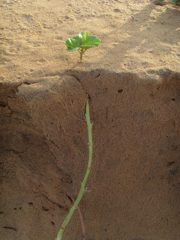 Foto de Montjoly, Guyana Francesa