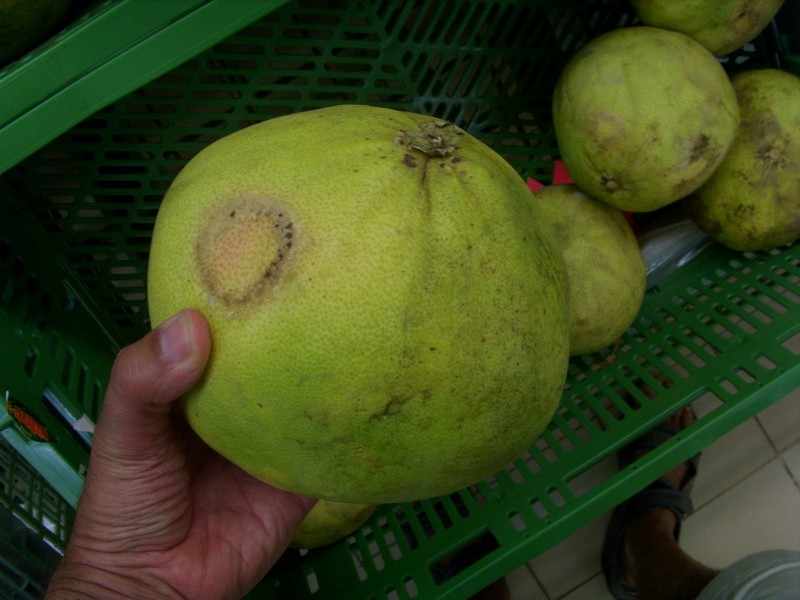 Foto: pummelo, shaddok, zamboa, cimboa, pampelmusa - Montjoly, Guyana Francesa