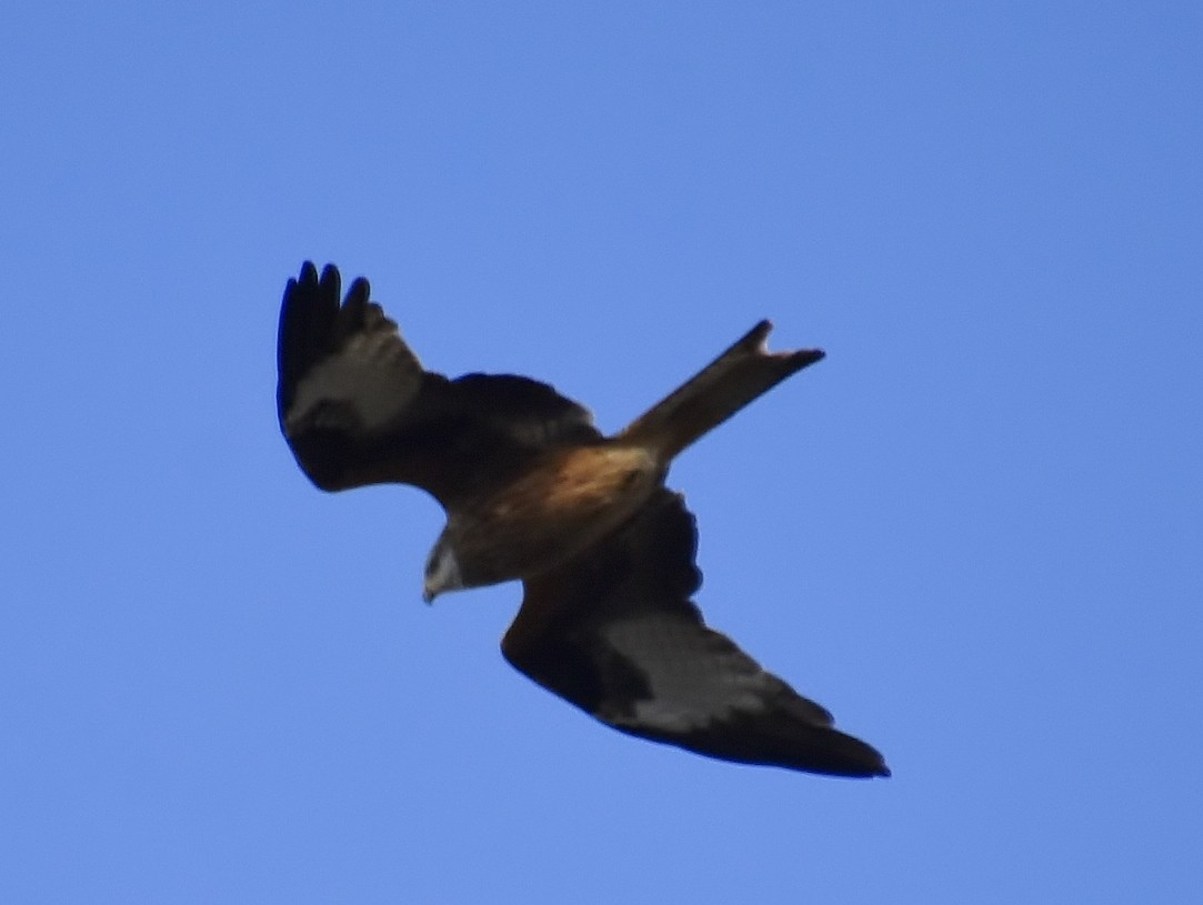 Foto: Volando - Medinaceli (Soria), España