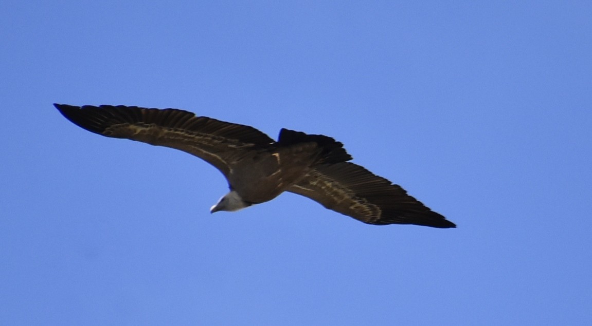 Foto: Volando - Medinaceli (Soria), España