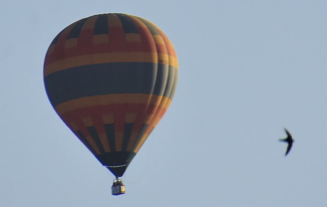 Foto: Concurso de globos 2023 - Igualada (Barcelona), España
