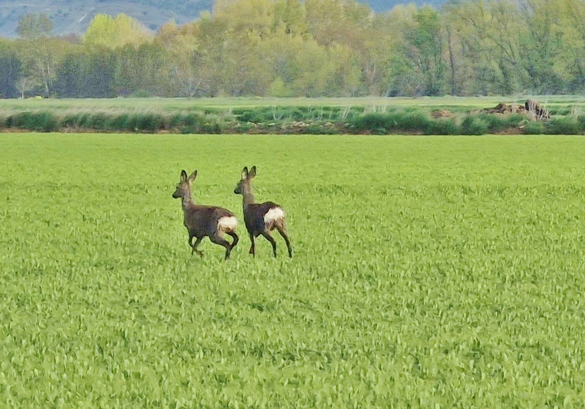 Foto: Naturaleza - Fuentes de Nava (Palencia), España