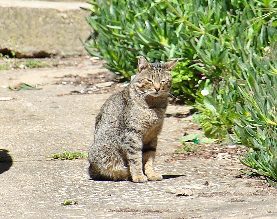 Foto: Gatito - Frómista (Palencia), España
