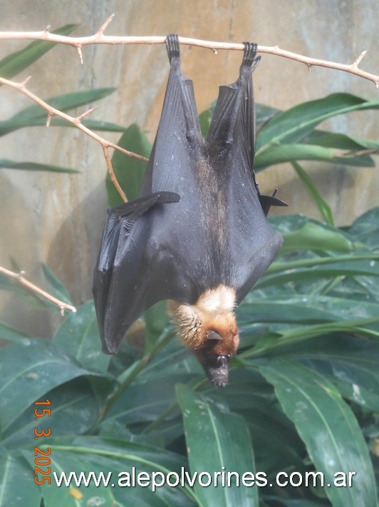 Foto: Escobar - Bioparque Temaiken - Escobar (Buenos Aires), Argentina