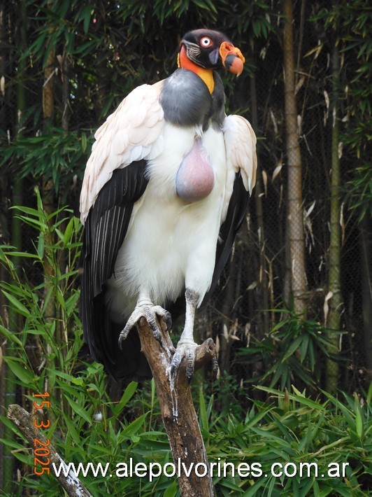 Foto: Escobar - Bioparque Temaiken - Escobar (Buenos Aires), Argentina