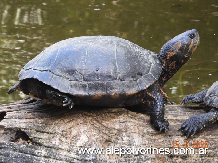Foto: Escobar - Bioparque Temaiken - Escobar (Buenos Aires), Argentina