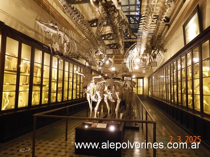 Foto: La Plata - Museo de Ciencias Naturales - La Plata (Buenos Aires), Argentina