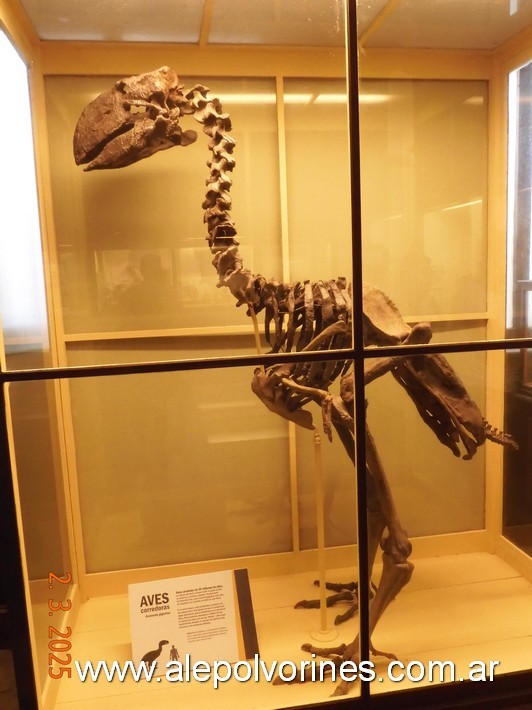 Foto: La Plata - Museo de Ciencias Naturales - La Plata (Buenos Aires), Argentina