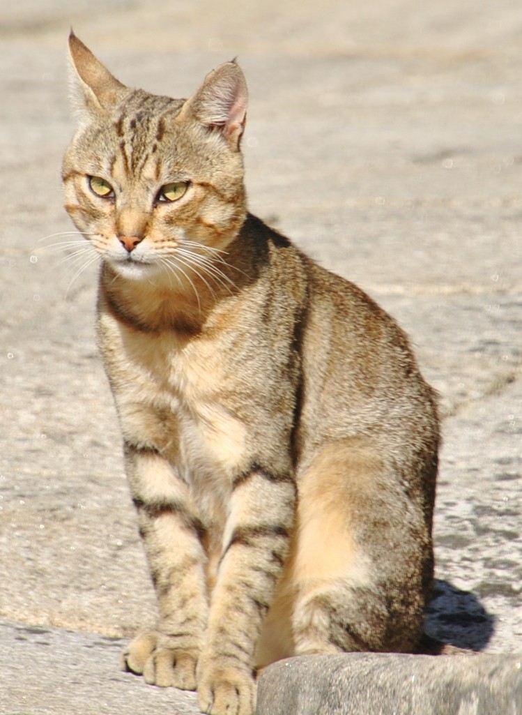 Foto: Gatito - Combarro (Pontevedra), España