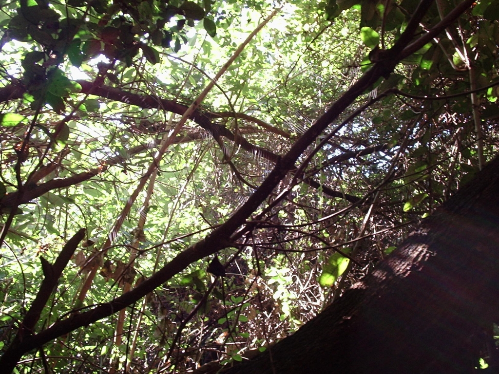 Foto de Las Petras, Chile