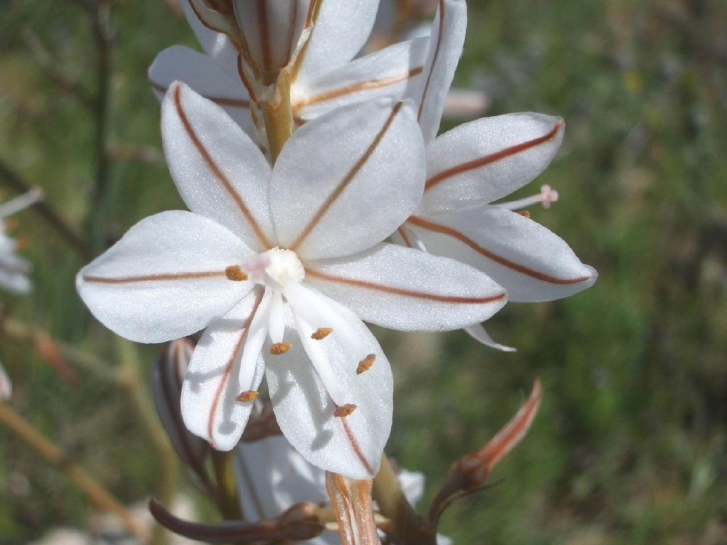 Foto de Bujaraloz (Zaragoza), España