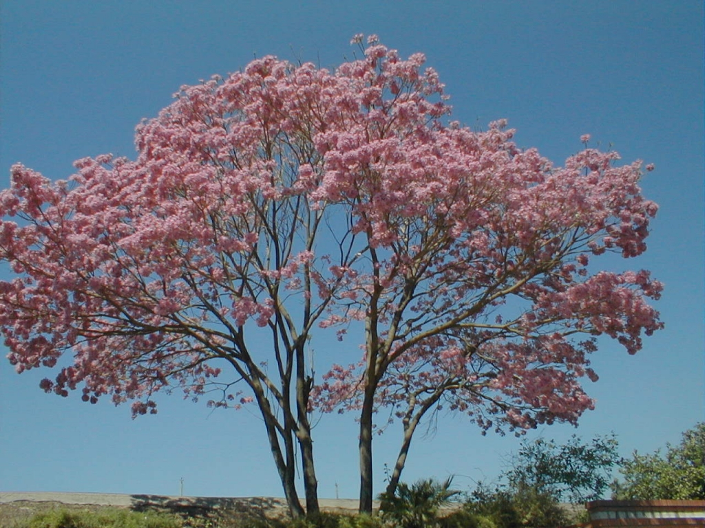 Foto de Yacuiba, Bolivia