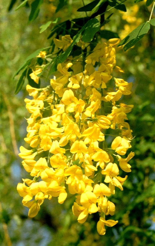 Foto de De Pinte, Bélgica