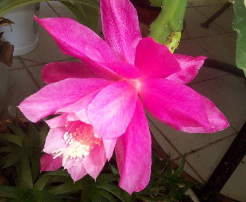 Foto de De Pinte, Bélgica