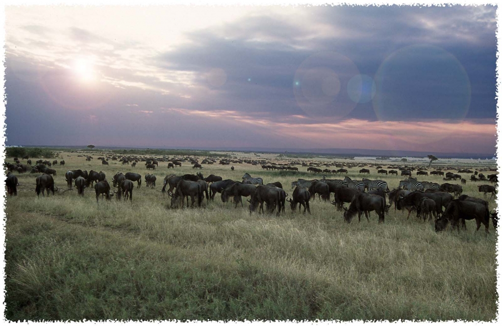 Foto de Masai Mara, Kenia