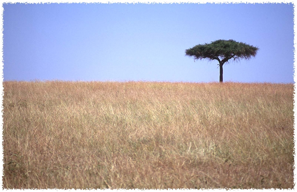 Foto de Masai Mara, Kenia