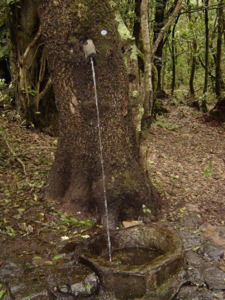 Foto de La Gomera (Santa Cruz de Tenerife), España