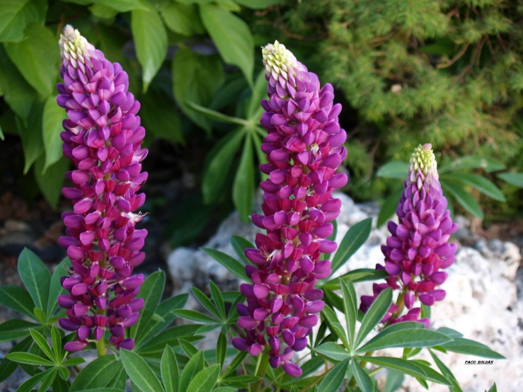 Foto de Sierra Nevada (Granada), España