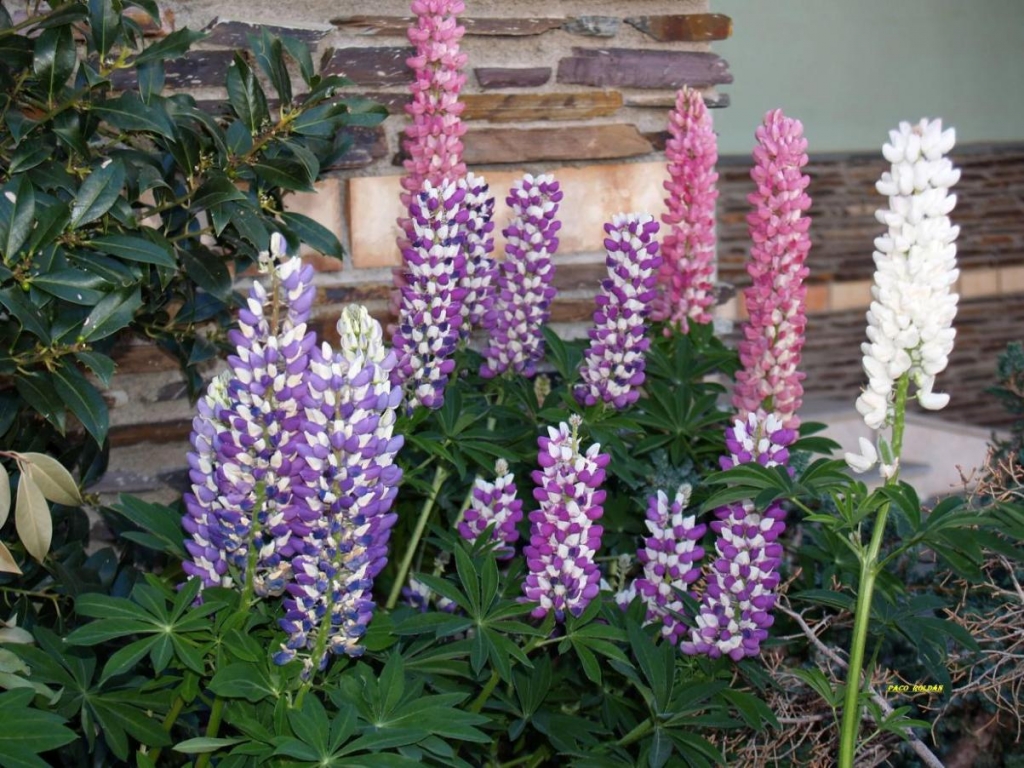 Foto de Sierra Nevada (Granada), España