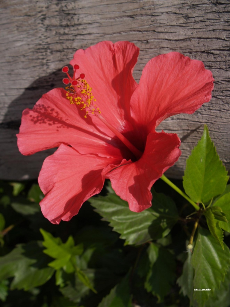 Foto de Tenerife (Santa Cruz de Tenerife), España