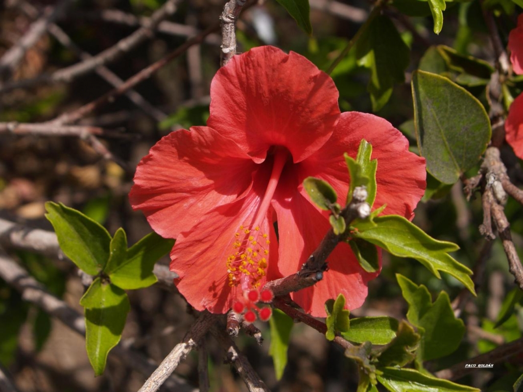 Foto de Tenerife (Santa Cruz de Tenerife), España