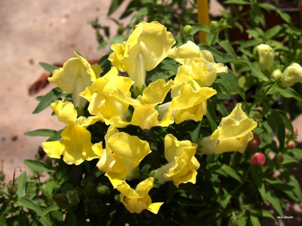 Foto de Tenerife (Santa Cruz de Tenerife), España