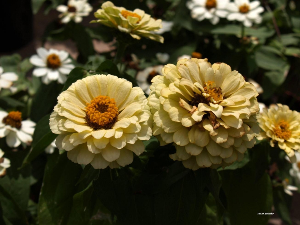 Foto de Tenerife (Santa Cruz de Tenerife), España