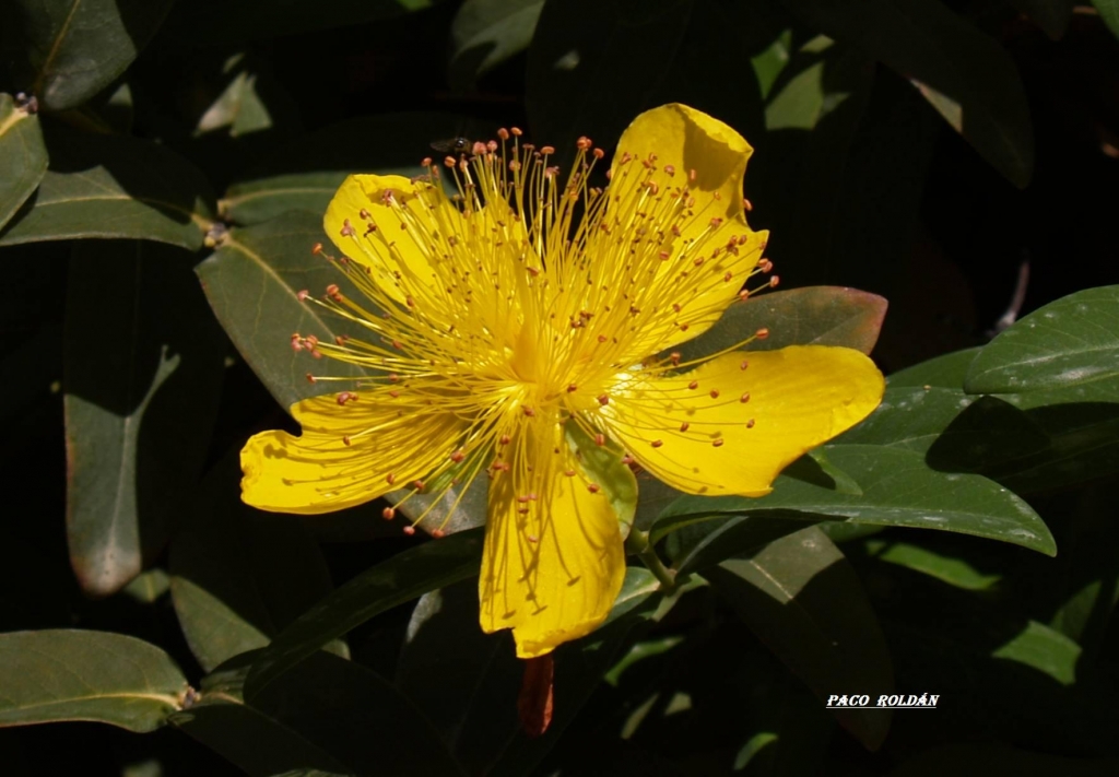 Foto de Tenerife (Santa Cruz de Tenerife), España