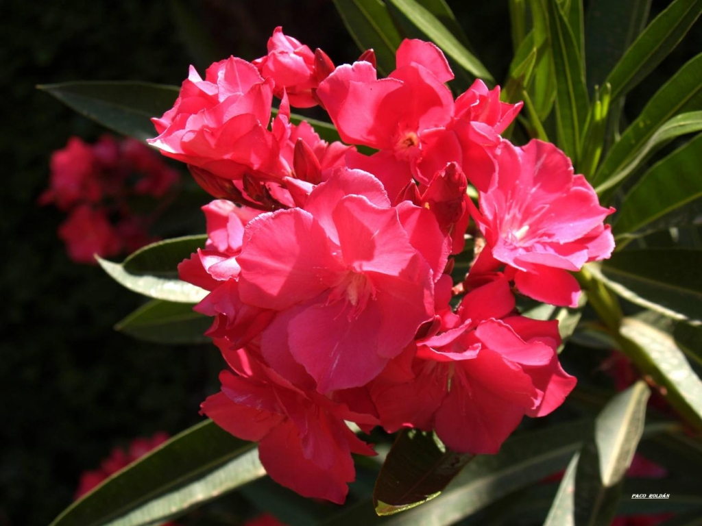 Foto de Tenerife (Santa Cruz de Tenerife), España