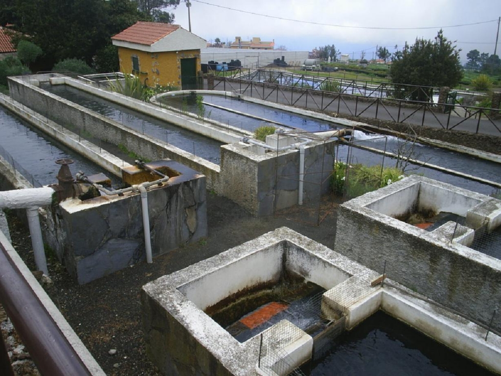 Foto de Tenerife (Santa Cruz de Tenerife), España