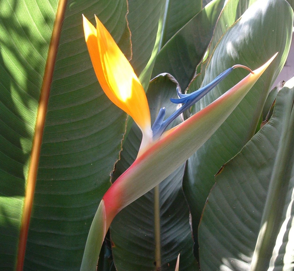 Foto de Algarrobo, Chile