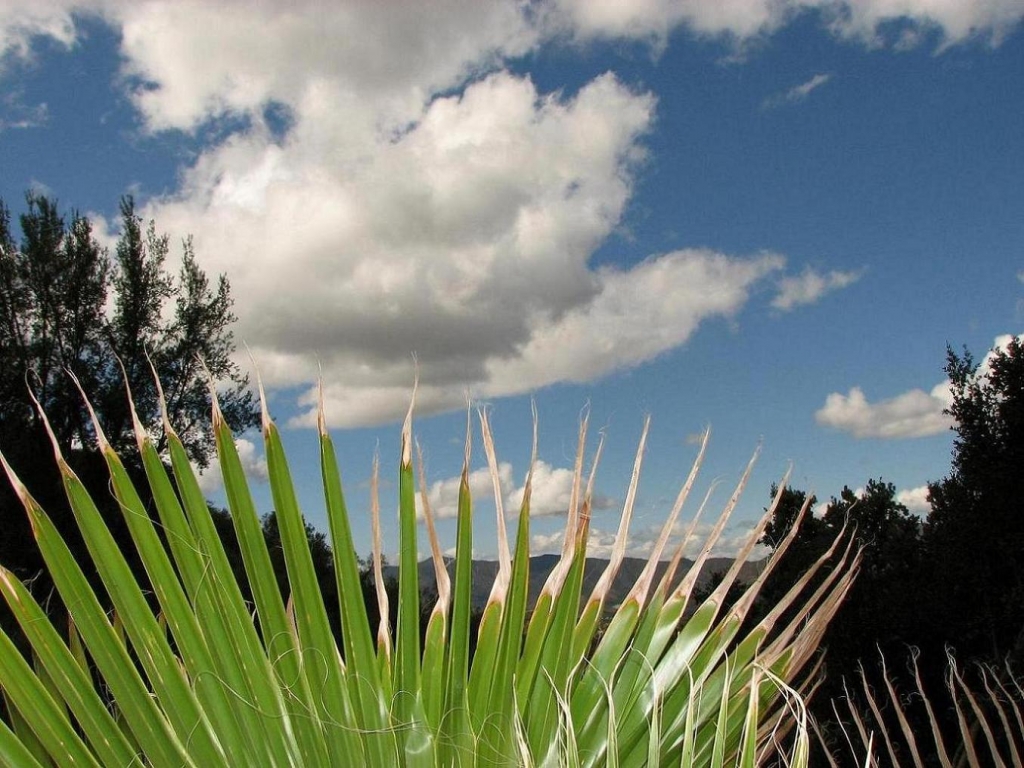 Foto de Curacaví, Chile