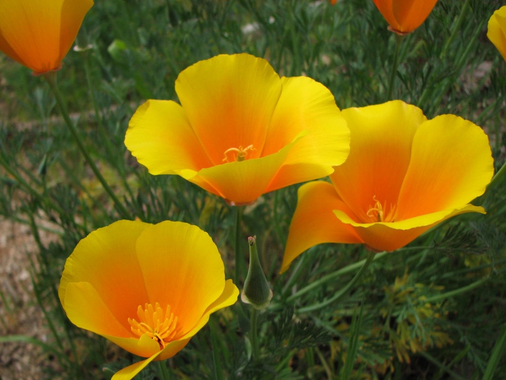 Foto de Curacaví, Chile