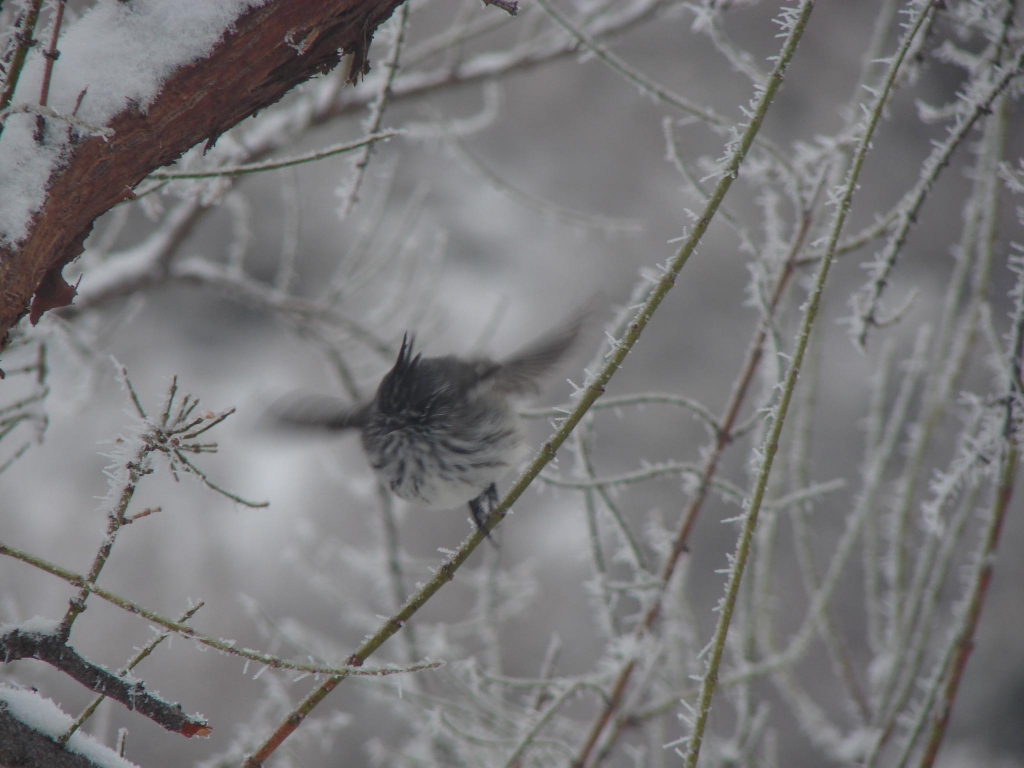 Foto de Tunuyán - Mendoza, Argentina