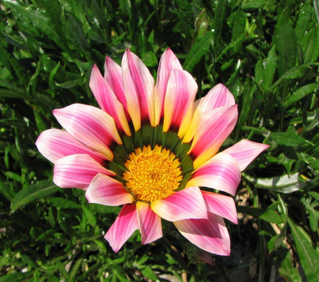 Foto de Santiago, Chile