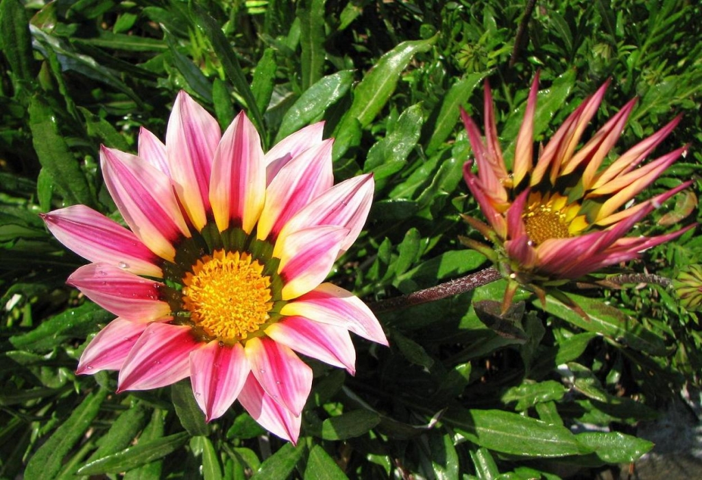 Foto de Santiago, Chile