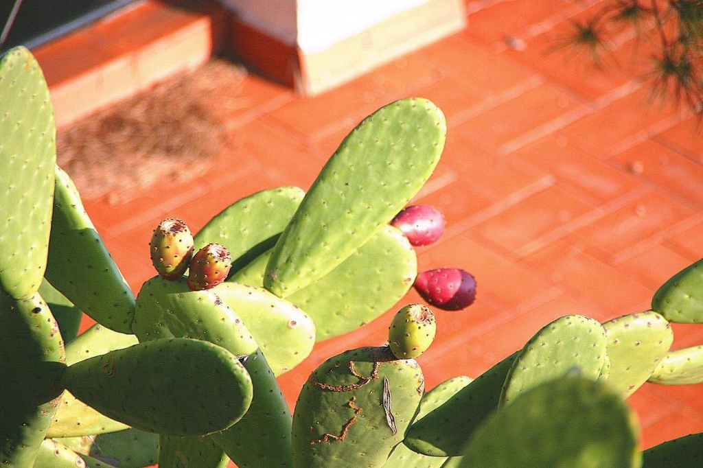 Foto de Palafrugell (Girona), España