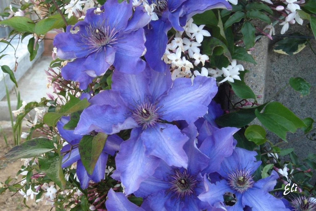 Foto de Serta, Portugal