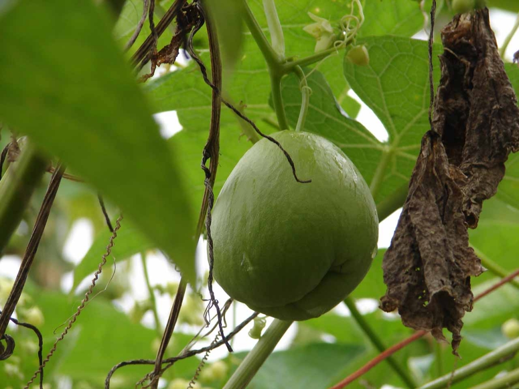 Foto de San Jose, Costa Rica