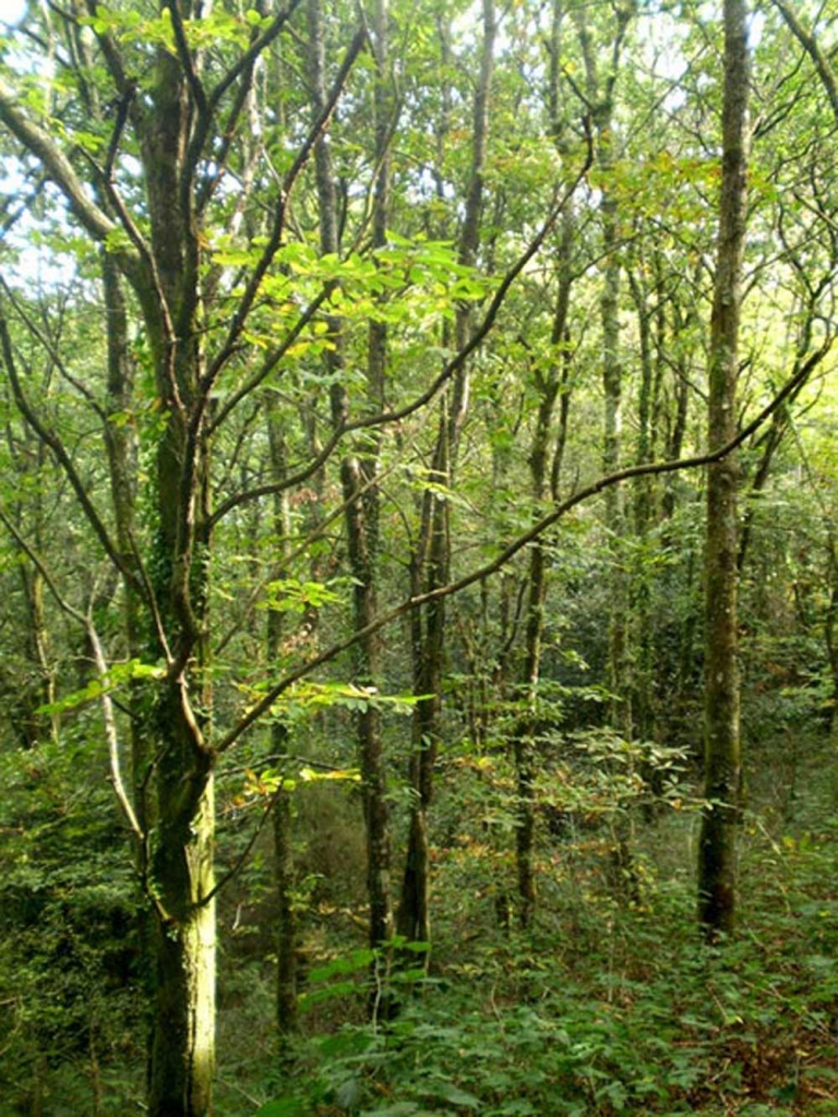 Foto de Cerceda (A Coruña), España
