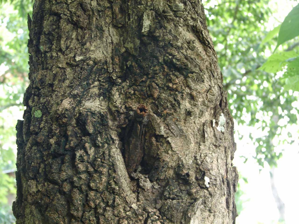 Foto de Colorado de Abangares, Costa Rica