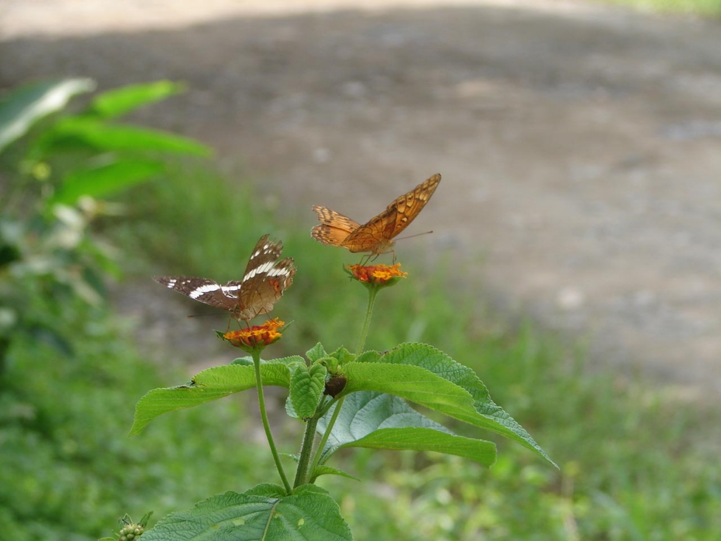Foto de Porosal de Abangares, Costa Rica