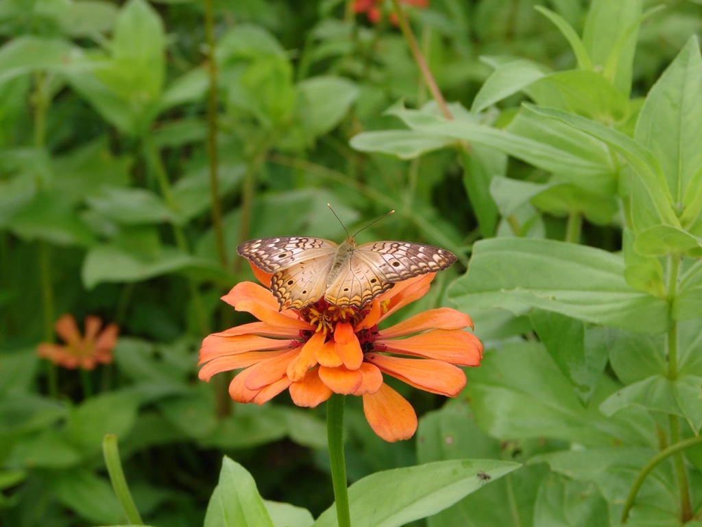 Foto de Porosal, Costa Rica